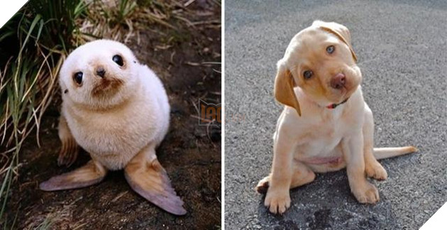 Buồn cười với những chú hải cẩu hành động không khác gì lũ cún 4