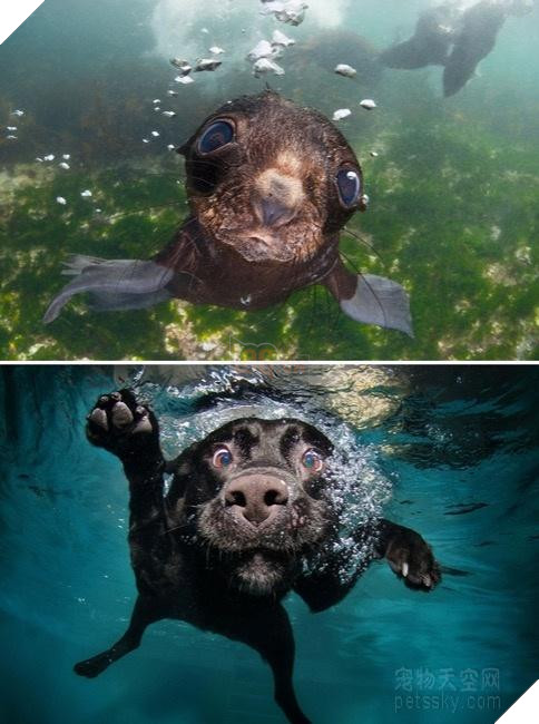 Buồn cười với những chú hải cẩu hành động không khác gì lũ cún 17