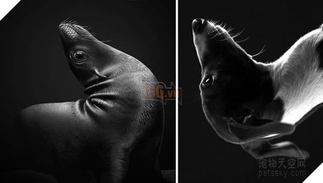 Buồn cười với những chú hải cẩu hành động không khác gì lũ cún 15