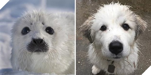 Buồn cười với những chú hải cẩu hành động không khác gì lũ cún 13