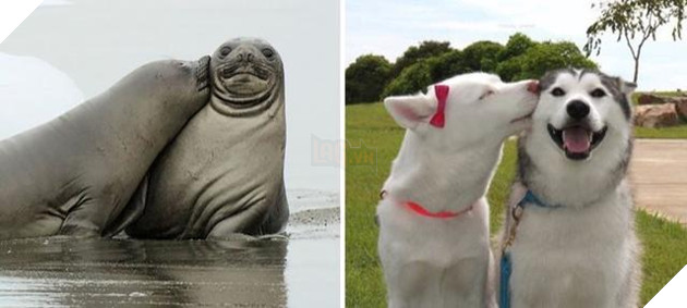 Buồn cười với những chú hải cẩu hành động không khác gì lũ cún 16