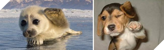 Buồn cười với những chú hải cẩu hành động không khác gì lũ cún 9