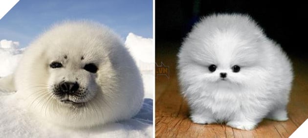 Buồn cười với những chú hải cẩu hành động không khác gì lũ cún 10