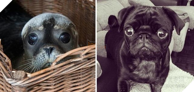 Buồn cười với những chú hải cẩu hành động không khác gì lũ cún 18