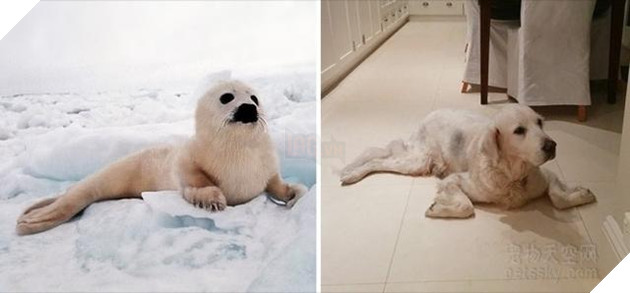 Buồn cười với những chú hải cẩu hành động không khác gì lũ cún 19