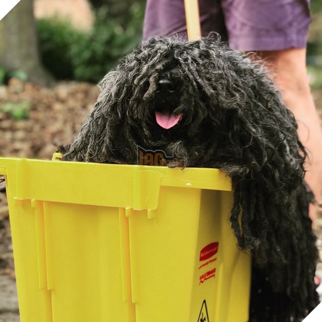 Ngồi trong xô nhựa cosplay thành giẻ lau nhà, chú chó mực khoái chí đi dạo khắp phố - Ảnh 3.