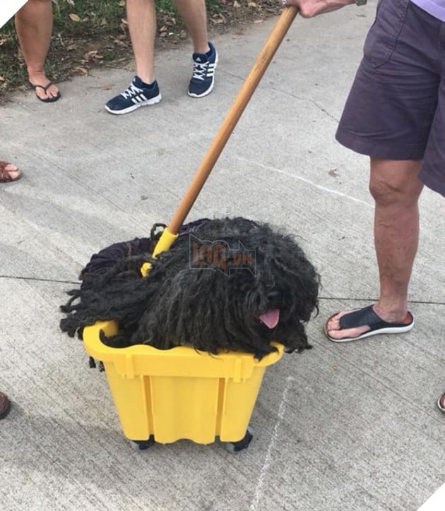 Ngồi trong xô nhựa cosplay thành giẻ lau nhà, chú chó mực khoái chí đi dạo khắp phố - Ảnh 2.