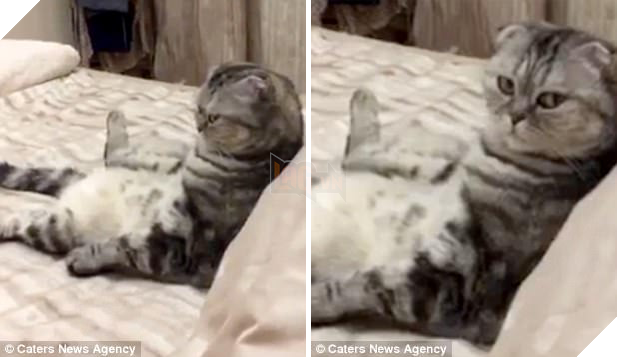 Chú mèo thích ngồi cày phim, khi phát hiện chủ đang quay trộm, nó đã có thái độ không ngờ - Ảnh 2.