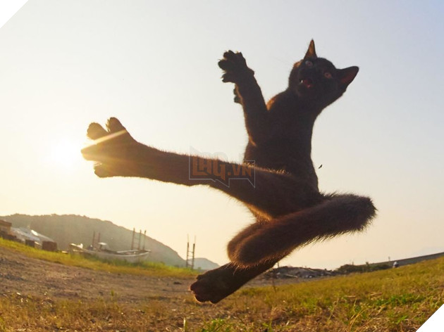 Chụp lén các boss mèo tập võ luyện chưởng như phim kiếm hiệp - Ảnh 1.