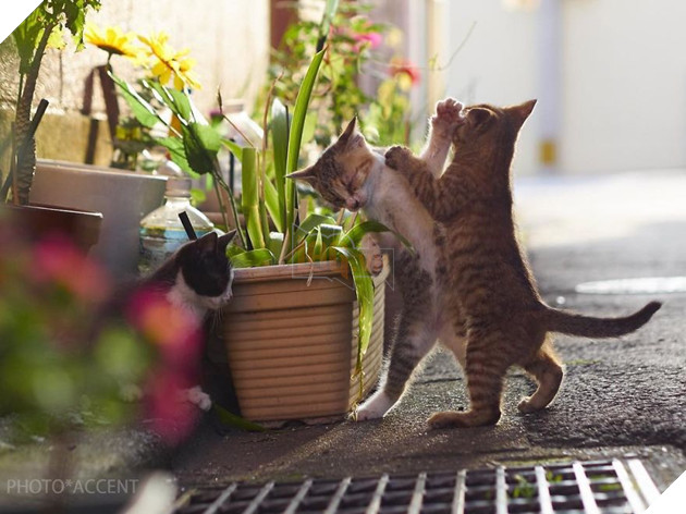 Chụp lén các boss mèo tập võ luyện chưởng như phim kiếm hiệp - Ảnh 5.