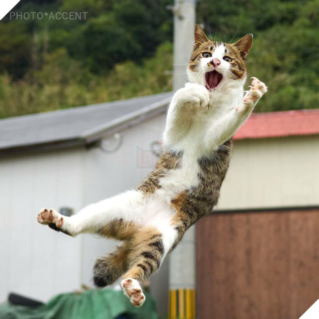 Chụp lén các boss mèo tập võ luyện chưởng như phim kiếm hiệp - Ảnh 7.