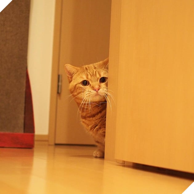 Cả thế giới ra mà xem cặp mèo chân ngắn một mẩu đốn tim cư dân mạng - Ảnh 12.