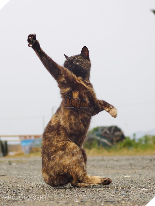 Chụp lén các boss mèo tập võ luyện chưởng như phim kiếm hiệp - Ảnh 9.