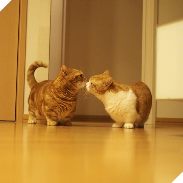 Cả thế giới ra mà xem cặp mèo chân ngắn một mẩu đốn tim cư dân mạng - Ảnh 13.