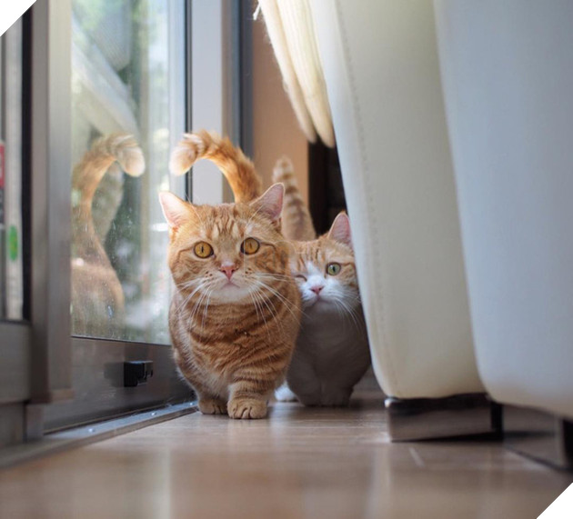 Cả thế giới ra m&#224; xem cặp m&#232;o ch&#226;n ngắn một mẩu đốn tim cư d&#226;n mạng - Ảnh 14.