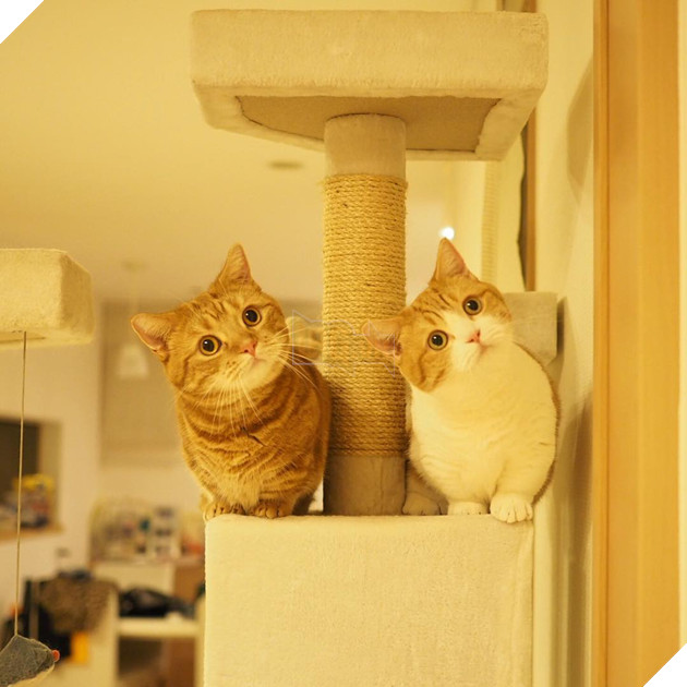 Cả thế giới ra mà xem cặp mèo chân ngắn một mẩu đốn tim cư dân mạng - Ảnh 1.