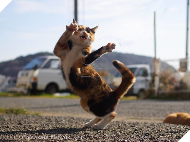 Chụp lén các boss mèo tập võ luyện chưởng như phim kiếm hiệp - Ảnh 11.