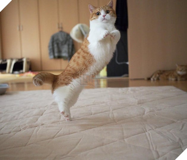 Cả thế giới ra mà xem cặp mèo chân ngắn một mẩu đốn tim cư dân mạng - Ảnh 7.