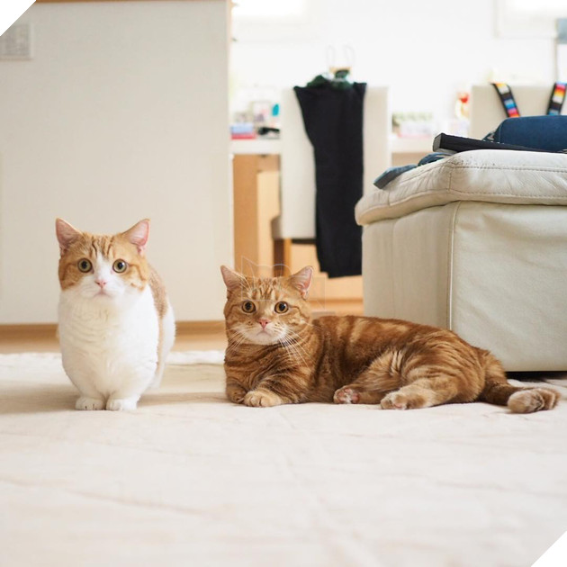 Cả thế giới ra mà xem cặp mèo chân ngắn một mẩu đốn tim cư dân mạng - Ảnh 2.