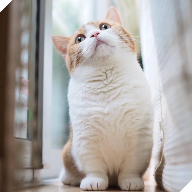 Cả thế giới ra mà xem cặp mèo chân ngắn một mẩu đốn tim cư dân mạng - Ảnh 11.