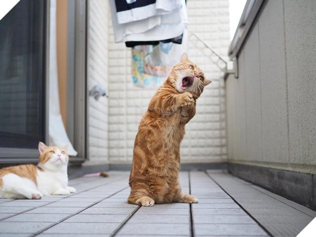 Cả thế giới ra mà xem cặp mèo chân ngắn một mẩu đốn tim cư dân mạng - Ảnh 8.