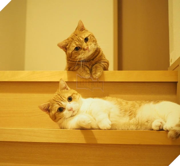 Cả thế giới ra m&#224; xem cặp m&#232;o ch&#226;n ngắn một mẩu đốn tim cư d&#226;n mạng - Ảnh 6.