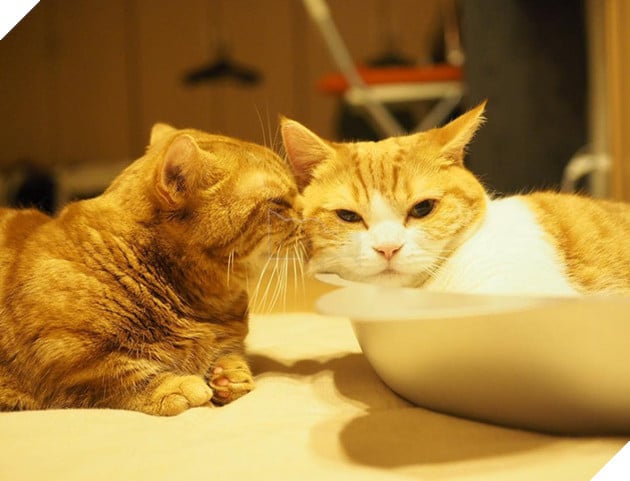 Cả thế giới ra m&#224; xem cặp m&#232;o ch&#226;n ngắn một mẩu đốn tim cư d&#226;n mạng - Ảnh 6.