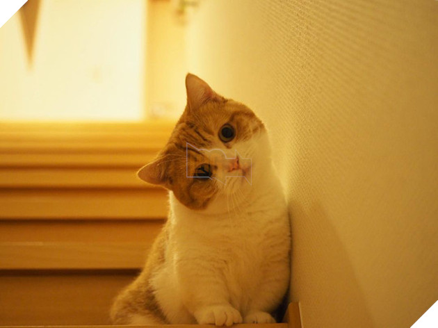 Cả thế giới ra m&#224; xem cặp m&#232;o ch&#226;n ngắn một mẩu đốn tim cư d&#226;n mạng - Ảnh 14.