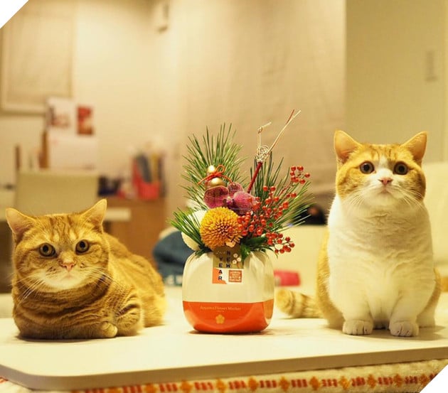 Cả thế giới ra m&#224; xem cặp m&#232;o ch&#226;n ngắn một mẩu đốn tim cư d&#226;n mạng - Ảnh 6.