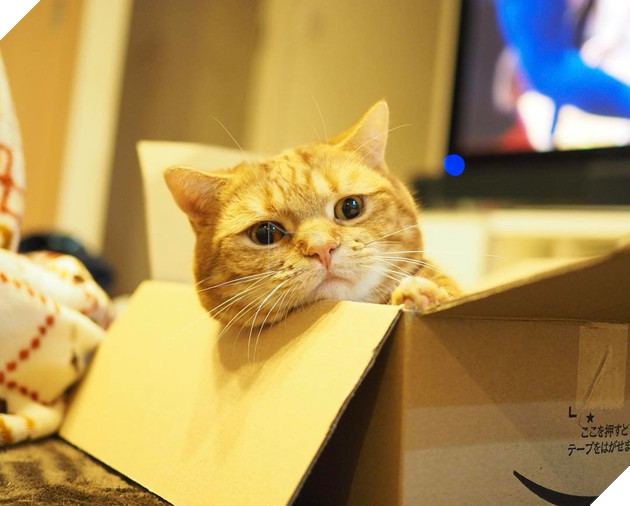 Cả thế giới ra mà xem cặp mèo chân ngắn một mẩu đốn tim cư dân mạng - Ảnh 3.