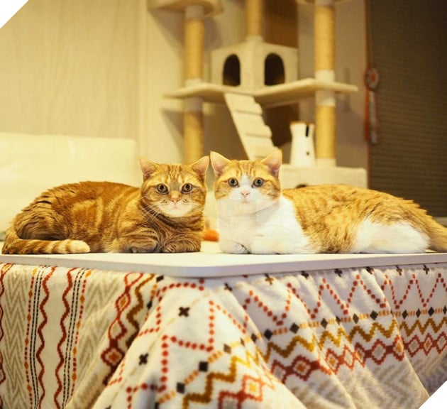 Cả thế giới ra m&#224; xem cặp m&#232;o ch&#226;n ngắn một mẩu đốn tim cư d&#226;n mạng - Ảnh 6.