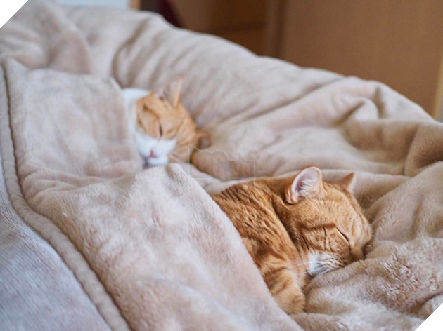 Cả thế giới ra m&#224; xem cặp m&#232;o ch&#226;n ngắn một mẩu đốn tim cư d&#226;n mạng - Ảnh 14.