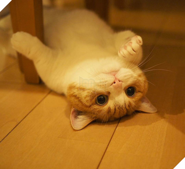 Cả thế giới ra m&#224; xem cặp m&#232;o ch&#226;n ngắn một mẩu đốn tim cư d&#226;n mạng - Ảnh 14.