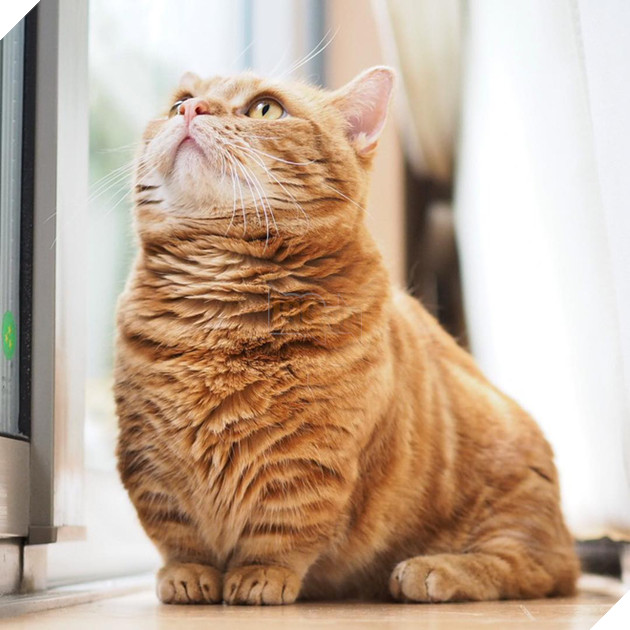 Cả thế giới ra m&#224; xem cặp m&#232;o ch&#226;n ngắn một mẩu đốn tim cư d&#226;n mạng - Ảnh 14.