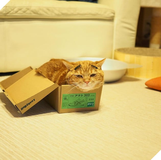 Cả thế giới ra mà xem cặp mèo chân ngắn một mẩu đốn tim cư dân mạng - Ảnh 9.