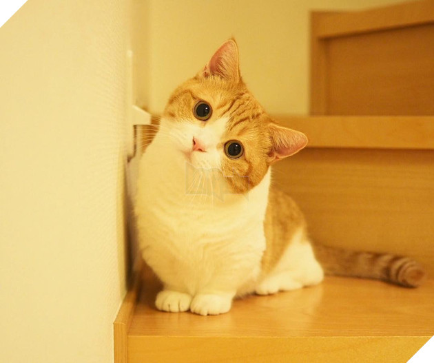 Cả thế giới ra mà xem cặp mèo chân ngắn một mẩu đốn tim cư dân mạng - Ảnh 4.