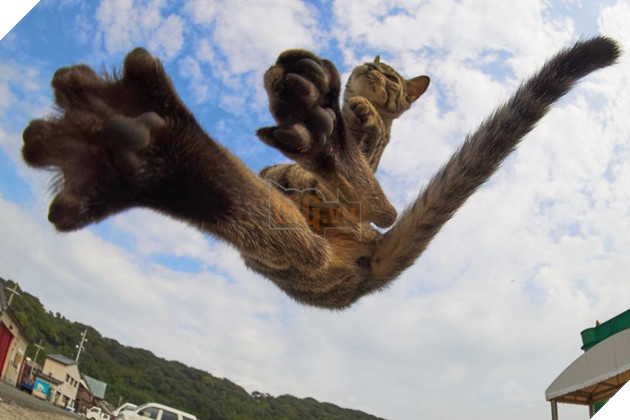 Chụp lén các boss mèo tập võ luyện chưởng như phim kiếm hiệp - Ảnh 19.