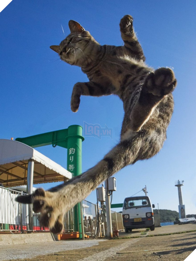 Chụp lén các boss mèo tập võ luyện chưởng như phim kiếm hiệp - Ảnh 13.