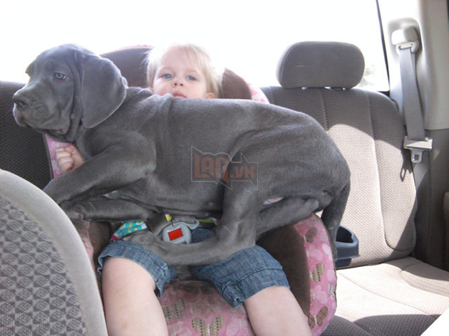 16 chú cún phiên bản mini nhìn là thấy yêu quá đi - Ảnh 3.