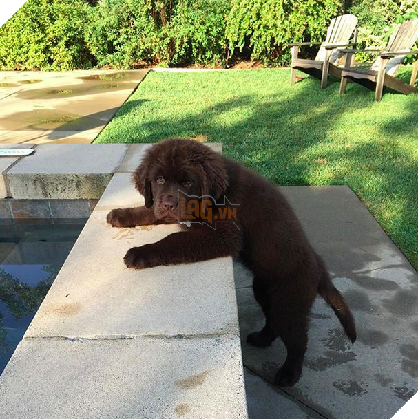 16 chú cún phiên bản mini nhìn là thấy yêu quá đi - Ảnh 21.