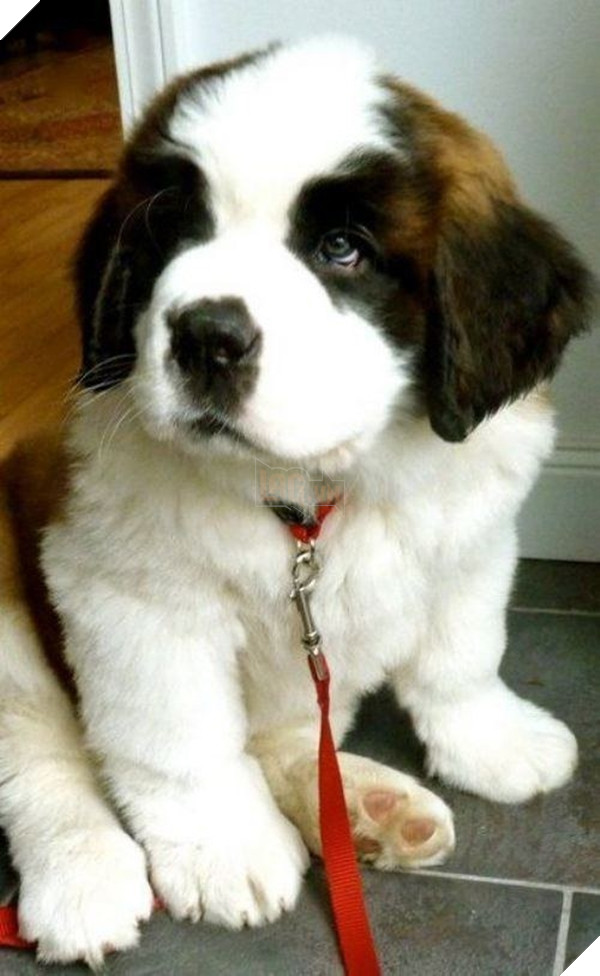 16 chú cún phiên bản mini nhìn là thấy yêu quá đi - Ảnh 25.