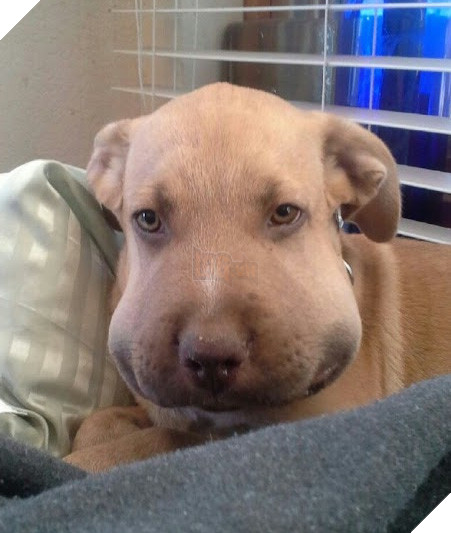 Chân dung 15 khuôn mặt đáng thương của hội nhà chó khi cà khịa với ong - Ảnh 18.