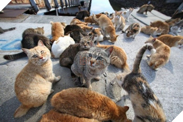 Image result for okishima cats