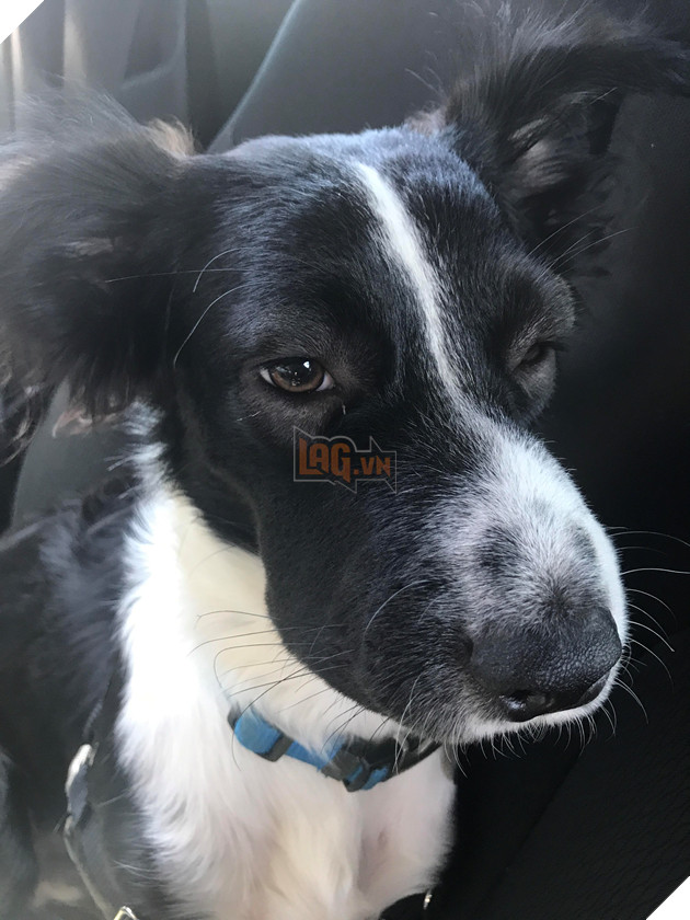 Chân dung 15 khuôn mặt đáng thương của hội nhà chó khi cà khịa với ong - Ảnh 10.