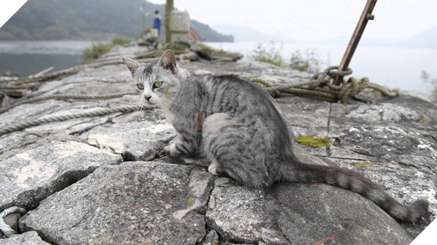 Image result for okishima cats