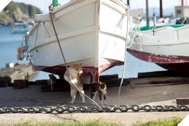 Loài mèo đã trở thành bá chủ ‘thống trị’ những vùng đất Nhật Bản - Ảnh 2.