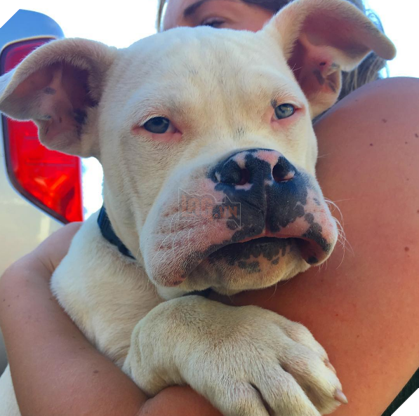 Chân dung 15 khuôn mặt đáng thương của hội nhà chó khi cà khịa với ong - Ảnh 24.