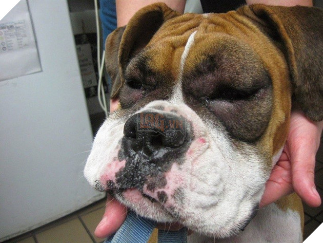 Chân dung 15 khuôn mặt đáng thương của hội nhà chó khi cà khịa với ong - Ảnh 26.