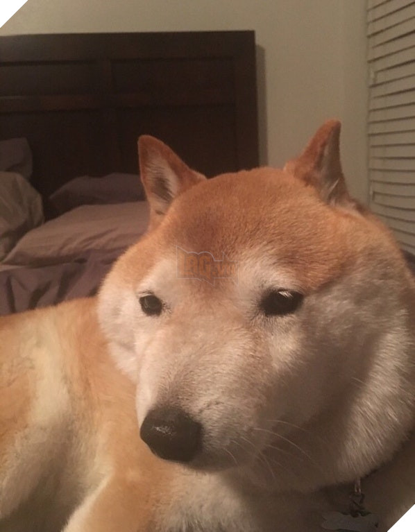 Chân dung 15 khuôn mặt đáng thương của hội nhà chó khi cà khịa với ong - Ảnh 1.