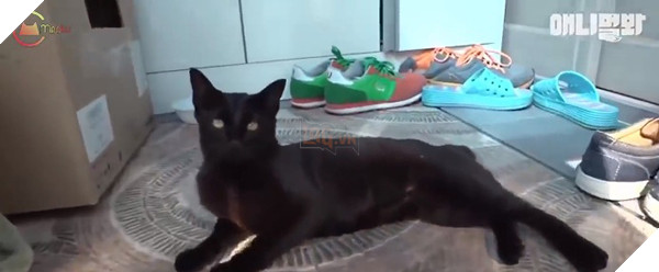 Chú mèo 'dại gái' nhất Hàn Quốc: đi tận 8km trong đêm để đến nhà 'người yêu' 3